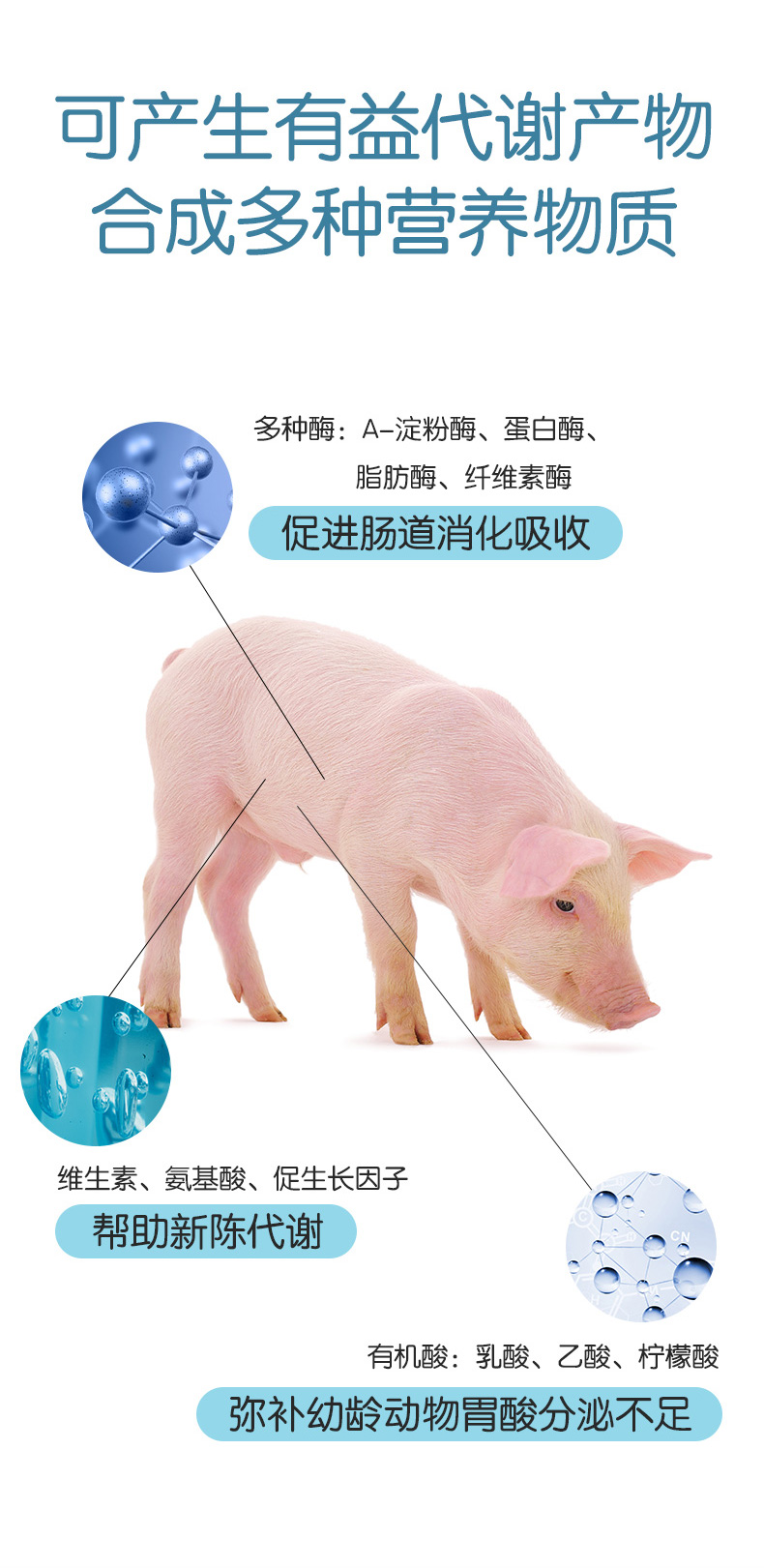 动物营养利百益_06.jpg